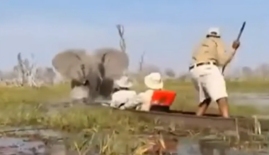 un elefante ataca a unos turistas en Botsuana después de que el guía los acercara demasiado a sus crías