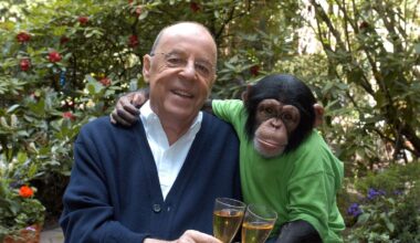 No eres el único: un estudio respalda que los chimpancés toman a diario el alcohol equivalente a dos o tres cañas de cerveza | Ciencia y tecnología