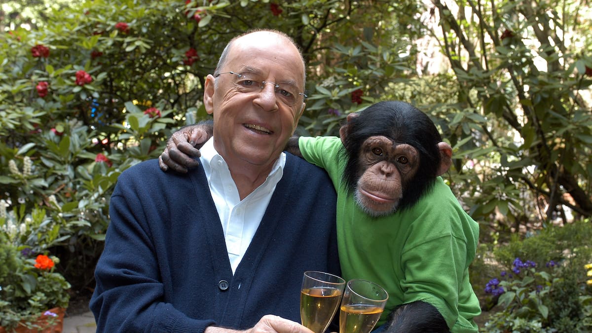 No eres el único: un estudio respalda que los chimpancés toman a diario el alcohol equivalente a dos o tres cañas de cerveza | Ciencia y tecnología