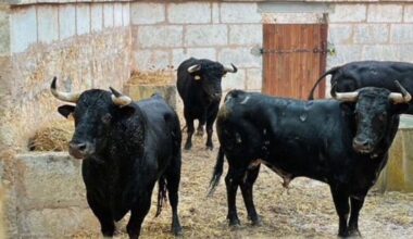Los toros para la reapertura de La Monumental de Muro ya descansan en los corrales
