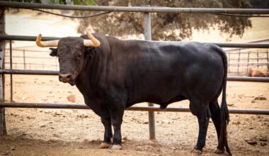 Los toros de Jandilla para la alternativa de Aarón Palacio en Nimes