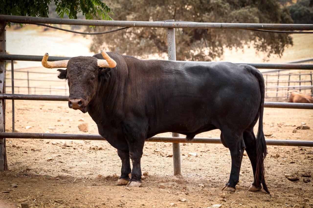 Los toros de Jandilla para la alternativa de Aarón Palacio en Nimes