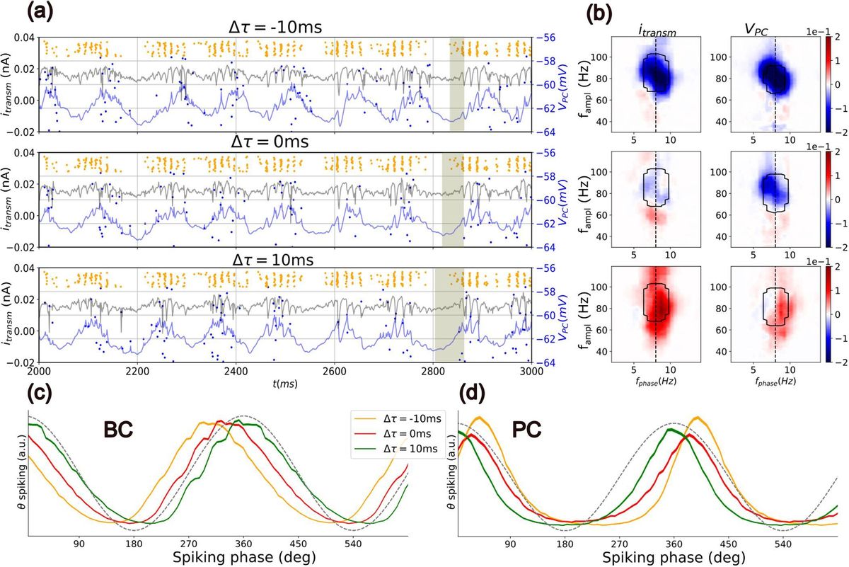 Gráfico del estudio realizado por profesores de la UMH de Elche y el Instituto de Neurociencias