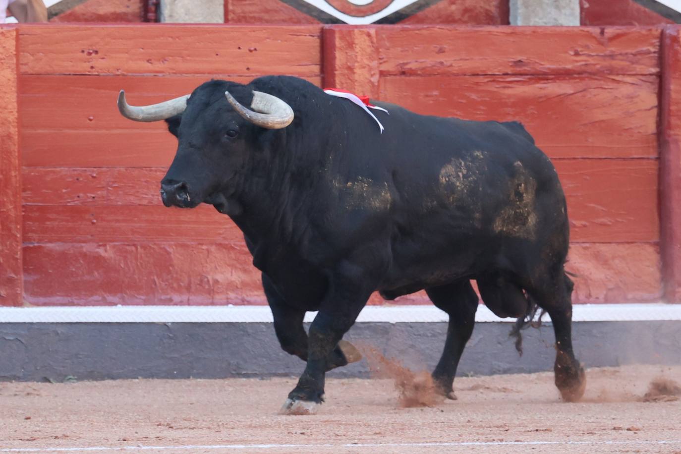 Las mejores imágenes del indulto de Buenasuerte en La Glorieta
