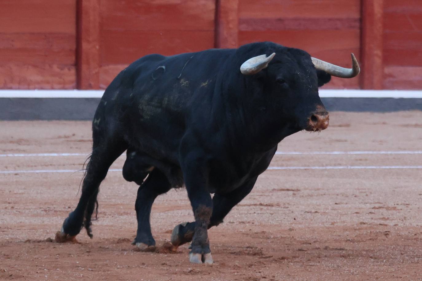 Las mejores imágenes del indulto de Buenasuerte en La Glorieta