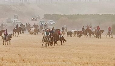 Los toros de los Hermanos Martín Alonso protagonizan el cuarto encierro en Medina del Campo con un caballo corneado