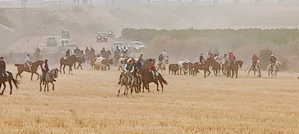 Los toros de los Hermanos Martín Alonso protagonizan el cuarto encierro en Medina del Campo con un caballo corneado