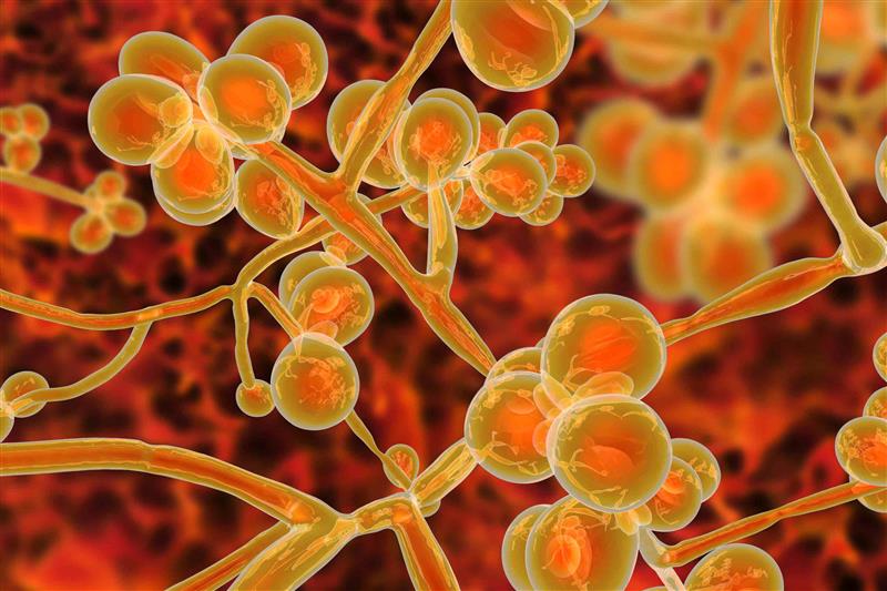 Candida auris