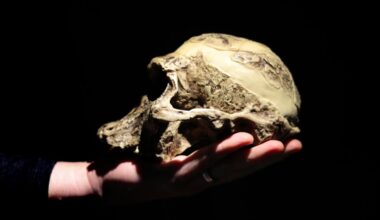 Hallan cráneo de un millón de años que podría reescribir la historia de la evolución humana