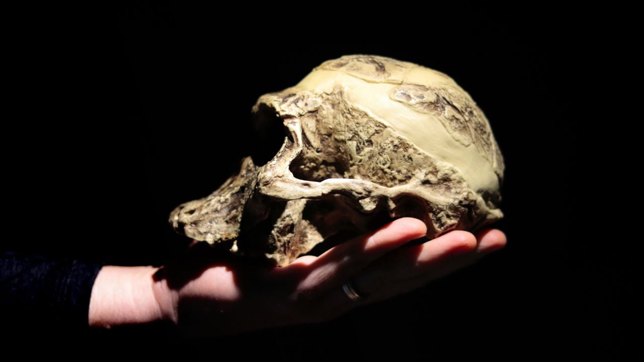 Hallan cráneo de un millón de años que podría reescribir la historia de la evolución humana