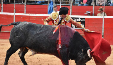 Damián Castaño, con un toro de Raso de Portillo en Riaza. / A.M.