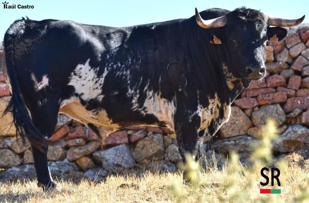 La Feria Taurina de El Casar contará con novillos de Monte La Ermita