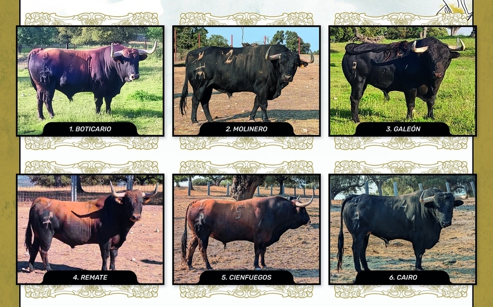 Los toros a lidiar son de la ganadería salmantina de Pedrés.