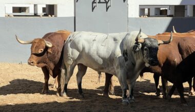 Variopinta corrida de Santiago Domecq para Albacete