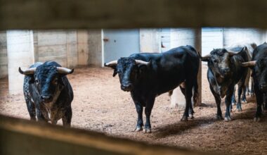 Seis novillos de Los Maños para la segunda del Zapato de Oro