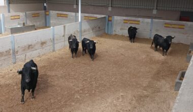 Ole-Ole, de Cuadri, abrocha el Alfarero de Oro