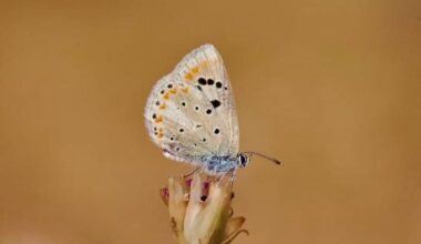 La historia del animal con más cromosomas
