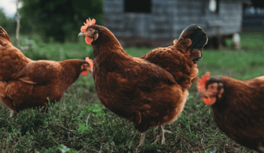 La Comisión recaba opiniones para revisar la legislación de la UE sobre el bienestar de los animales de granja