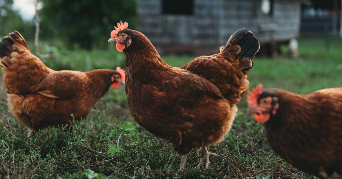 La Comisión recaba opiniones para revisar la legislación de la UE sobre el bienestar de los animales de granja