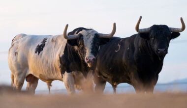 Los “patas blancas” de Monteviejo regresan a Las Ventas 20 años después