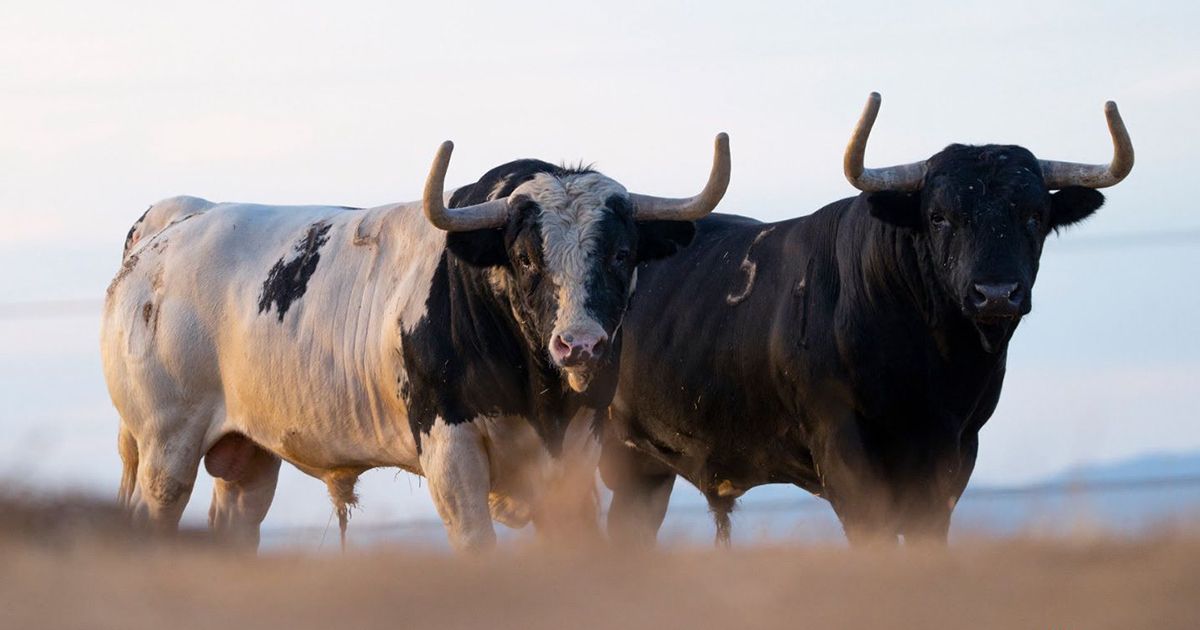 Los “patas blancas” de Monteviejo regresan a Las Ventas 20 años después