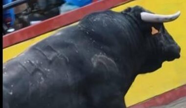 Un toro indultado a casi 9.000 kilómetros de Cabezal Viejo