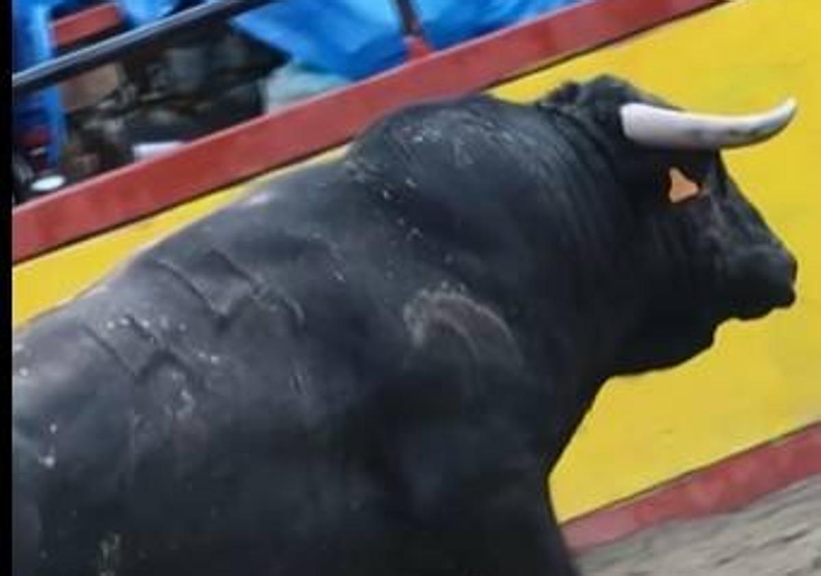 Un toro indultado a casi 9.000 kilómetros de Cabezal Viejo