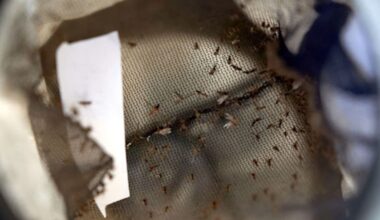 Alerta en Mojácar por el primer caso en humanos de fiebre del Nilo Occidental en Andalucía | Sociedad