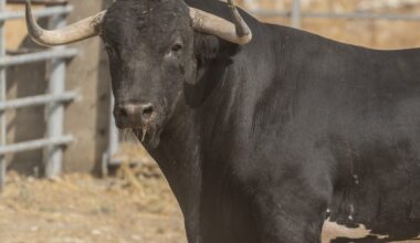 Coleterón, el toro de la Virgen de la Encina de Macotera
