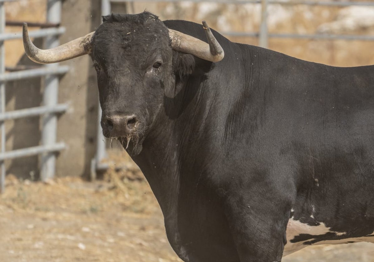 Coleterón, el toro de la Virgen de la Encina de Macotera