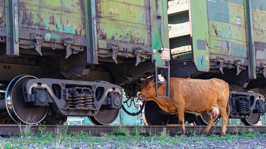 La muerte de una vaca, que da a luz al ser arrollada por un tren, deriva en la aparición de un cadáver en Gijón
