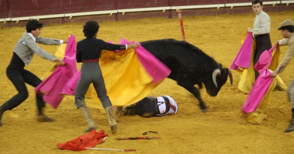 La estrategia cántabra para acercar a la infancia la violencia taurina