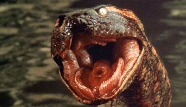 Primeras imágenes del remake de Anaconda, con Jack Black y Paul Rudd liándola parda contra la serpiente gigante