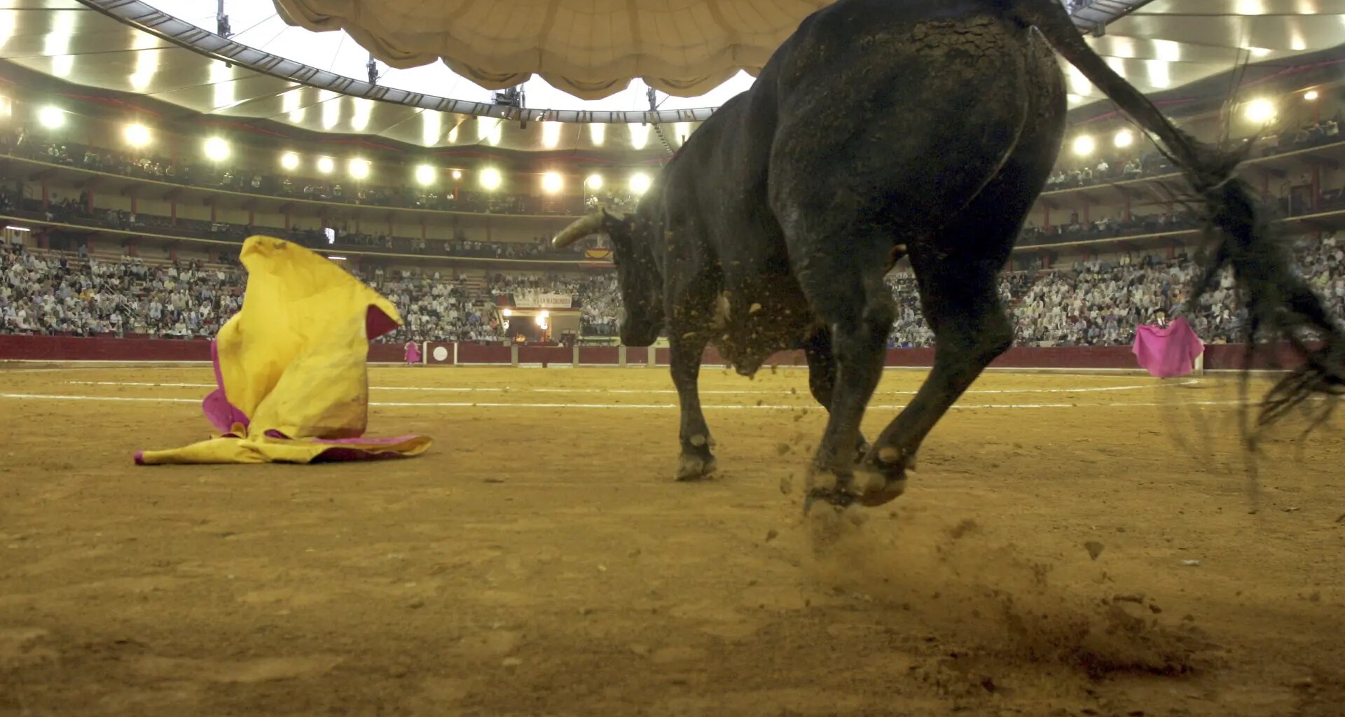 Cuántos toros se han indultado en la historia de Aragón: de Quejoso a Palmero