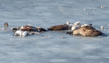 Restos de un águila muerta
