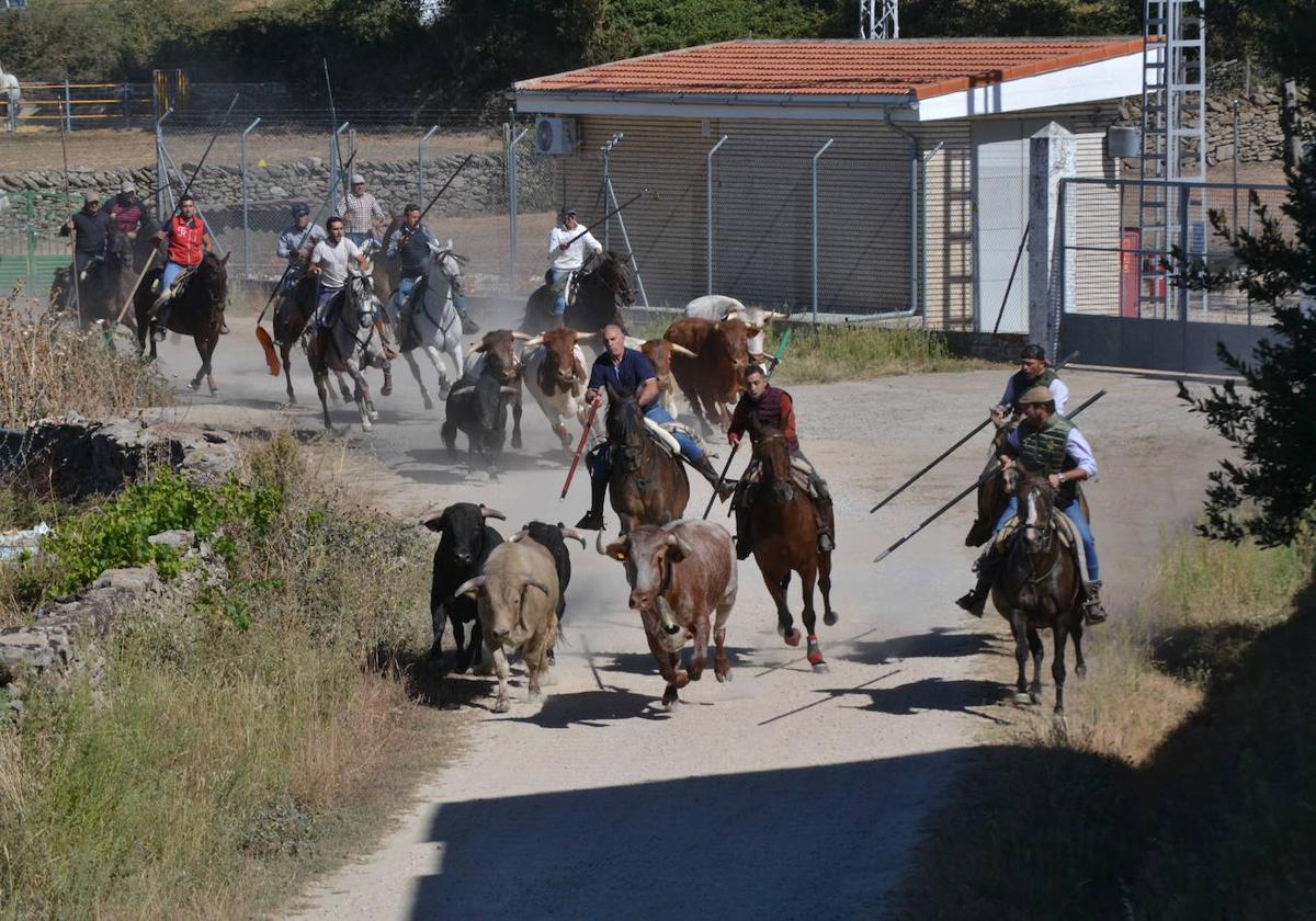 Pasión taurina y diversión en Barruecopardo