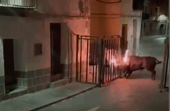 Un toro embolado mantiene en vilo a Jérica tras huir y refugiarse en el monte