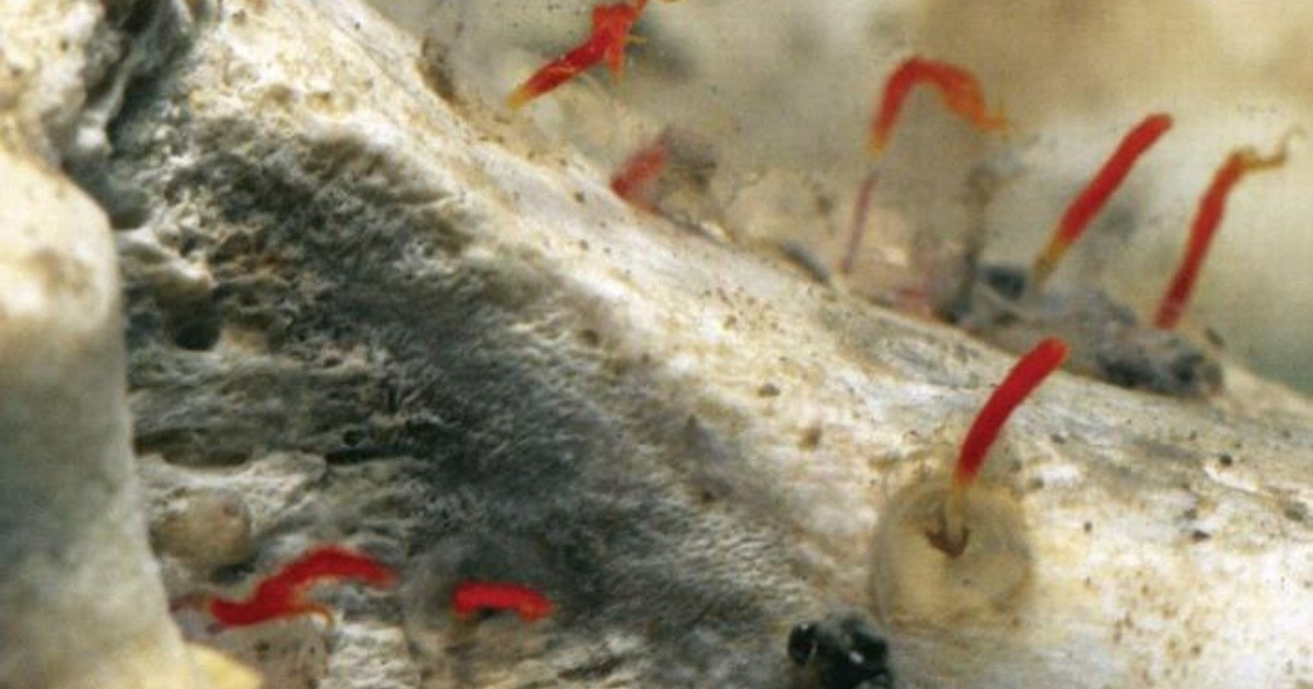Descubren un fósil de 520 millones de años con el cerebro y los intestinos intactos