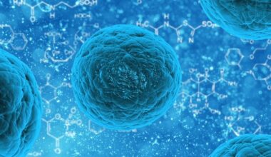 Un trasplante de células madre regenera el cerebro tras un ictus