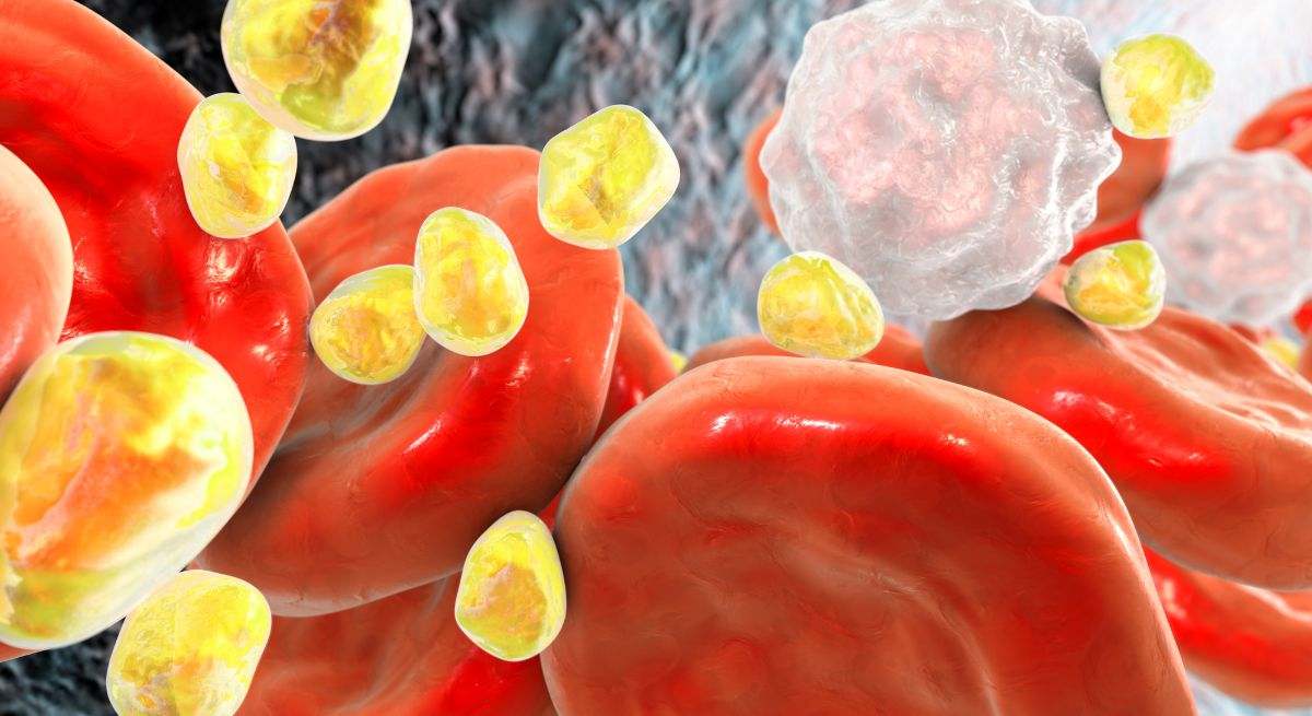 Cuál es la bebida que cada vez bebemos menos, reduce el colesterol y ayuda a controlar el peso tras el verano