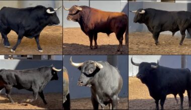 VÍDEO | Los toros para Manzanares, Talavante y Ortega de este viernes en Albacete: remiendos y baile de corrales