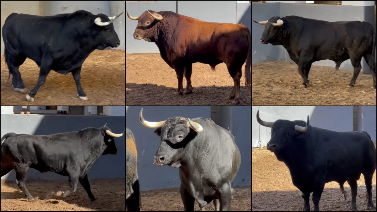 VÍDEO | Los toros para Manzanares, Talavante y Ortega de este viernes en Albacete: remiendos y baile de corrales