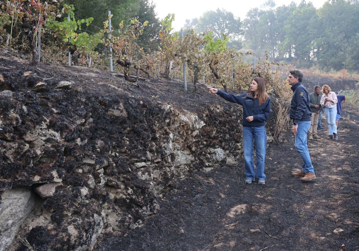 La conselleira comprueba la afectación de los viñedos a causa del incendio de Pantón