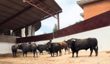 Seis toros de Juan Manuel Criado para la cita goyesca que cierra Palencia