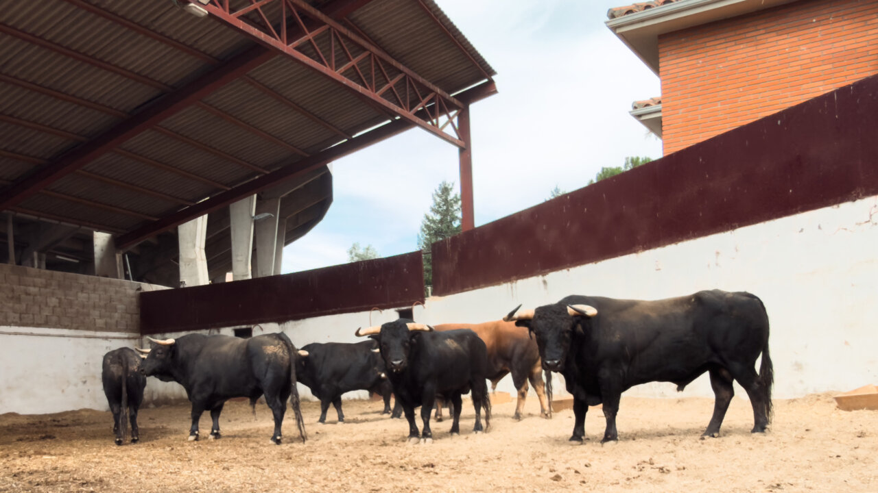 Seis toros de Juan Manuel Criado para la cita goyesca que cierra Palencia