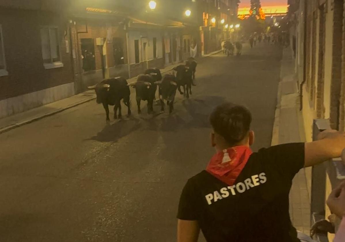 Multitudinario encierro en Laguna de Duero para despedir las fiestas