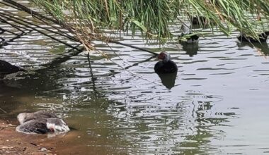 El PSOE de Sevilla cambia de estrategia y pide ahora que Sanz cierre todos los parques por gripe aviar