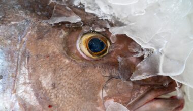 Confirmado el primer caso del año de un mero infectado por betanodavirus en Barcelona