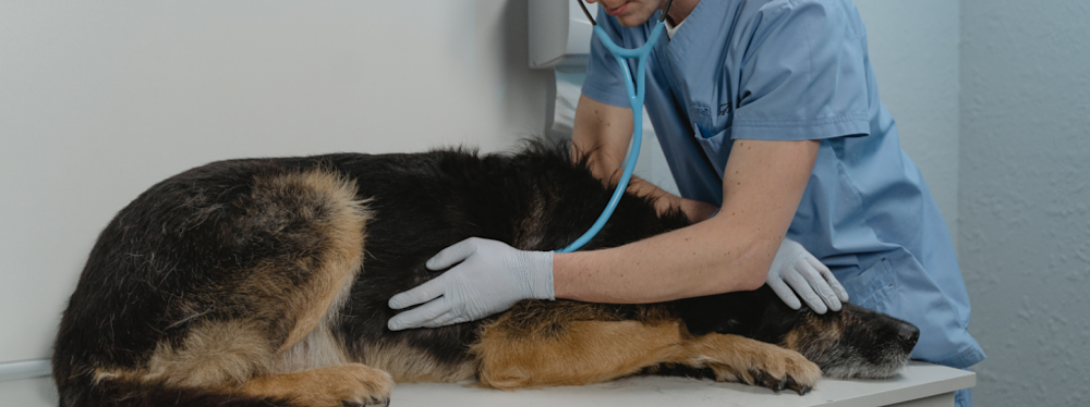 Terapia con yodo radiactivo revoluciona el tratamiento del cáncer de tiroides en perros