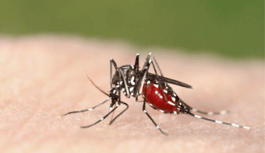 América Latina sufre la mayor epidemia de dengue de las últimas cuatro décadas